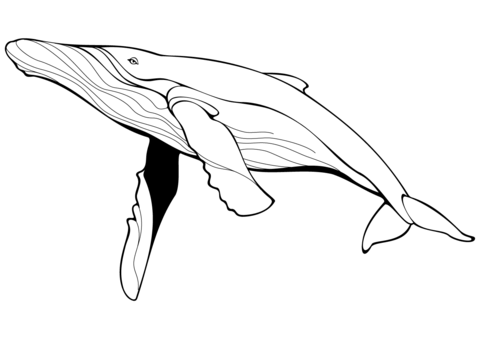 Blue Whale Coloring Page